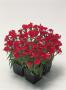 Seminte profesionale Dianthus hybrid - Garofite de gradina - imagine 49020